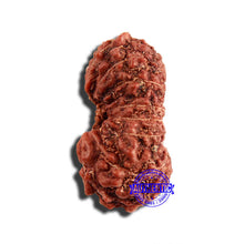 Load image into Gallery viewer, 17 Mukhi Rudraksha from Indonesia - Bead No. 185
