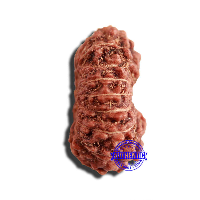 17 Mukhi Rudraksha from Indonesia - Bead No. 185