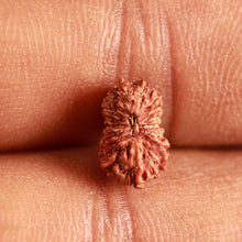 Load image into Gallery viewer, 17 Mukhi Rudraksha from Indonesia - Bead No. 191
