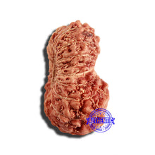 Load image into Gallery viewer, 17 Mukhi Rudraksha from Indonesia - Bead No. 191
