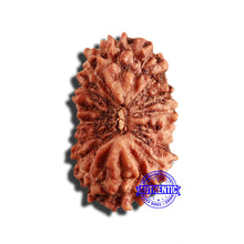 Load image into Gallery viewer, 17 Mukhi Rudraksha from Indonesia - Bead No. 192

