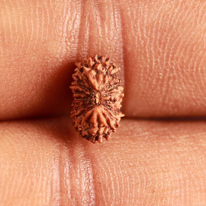 17 Mukhi Rudraksha from Indonesia - Bead No. 192