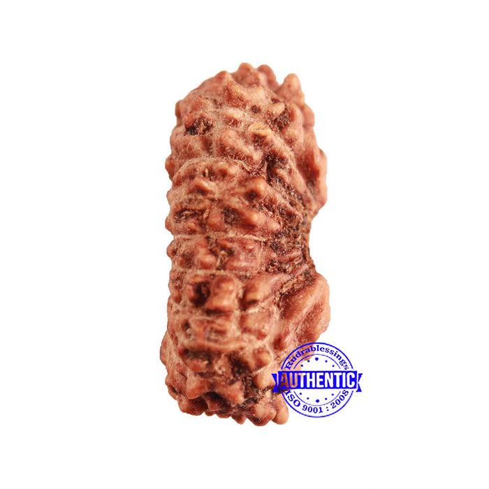 17 Mukhi Rudraksha from Indonesia - Bead No. 192