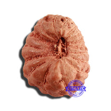 Load image into Gallery viewer, 17 Mukhi Rudraksha from Indonesia - Bead No. 194
