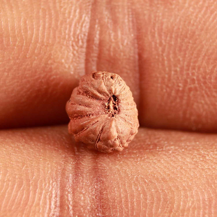 17 Mukhi Rudraksha from Indonesia - Bead No. 194