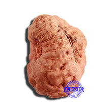 Load image into Gallery viewer, 17 Mukhi Rudraksha from Indonesia - Bead No. 194

