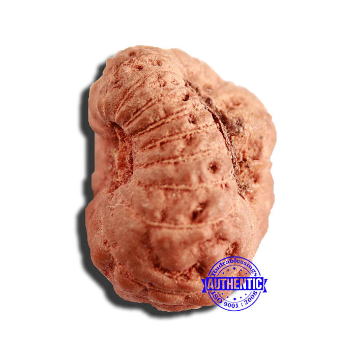 17 Mukhi Rudraksha from Indonesia - Bead No. 194