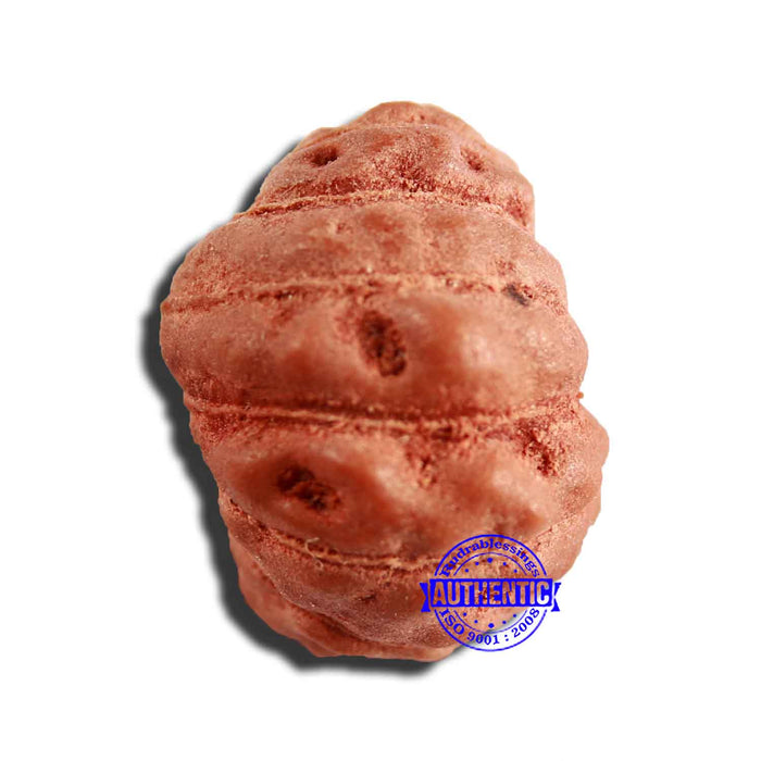 17 Mukhi Rudraksha from Indonesia - Bead No. 194