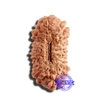 Load image into Gallery viewer, 17 Mukhi Rudraksha from Indonesia - Bead No. 197
