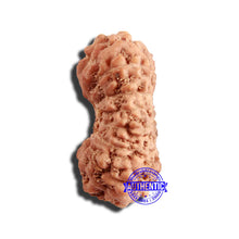 Load image into Gallery viewer, 17 Mukhi Rudraksha from Indonesia - Bead No. 197
