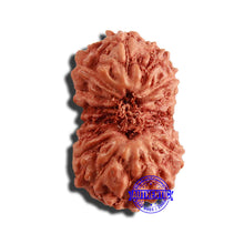 Load image into Gallery viewer, 17 Mukhi Rudraksha from Indonesia - Bead No. 198
