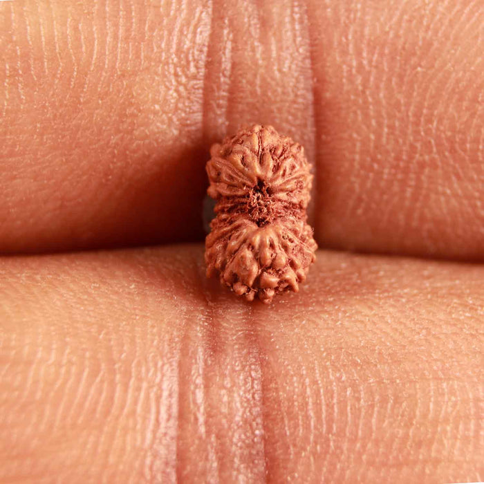 17 Mukhi Rudraksha from Indonesia - Bead No. 198