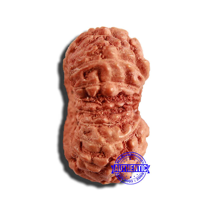 17 Mukhi Rudraksha from Indonesia - Bead No. 198