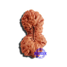 Load image into Gallery viewer, 17 Mukhi Rudraksha from Indonesia - Bead No. 199
