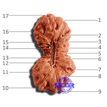 Load image into Gallery viewer, 17 Mukhi Rudraksha from Indonesia - Bead No. 199
