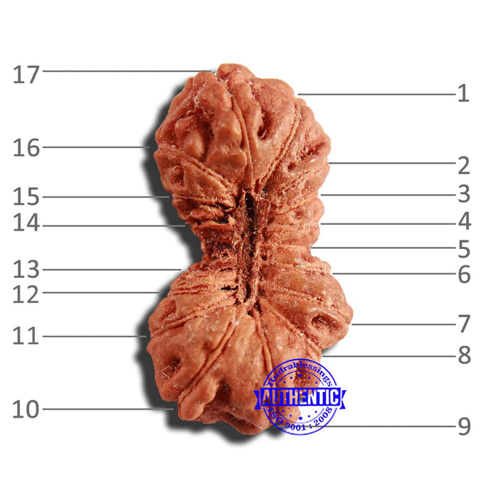 17 Mukhi Rudraksha from Indonesia - Bead No. 199