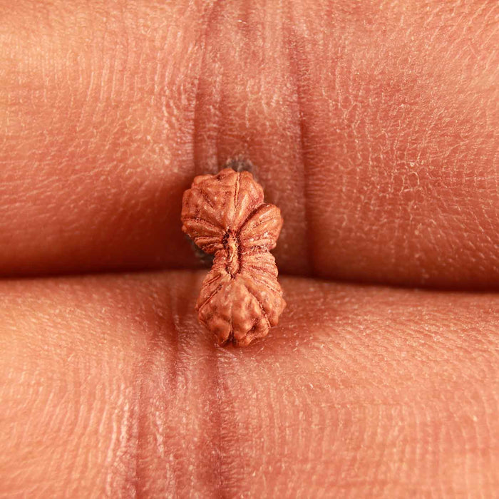 17 Mukhi Rudraksha from Indonesia - Bead No. 199