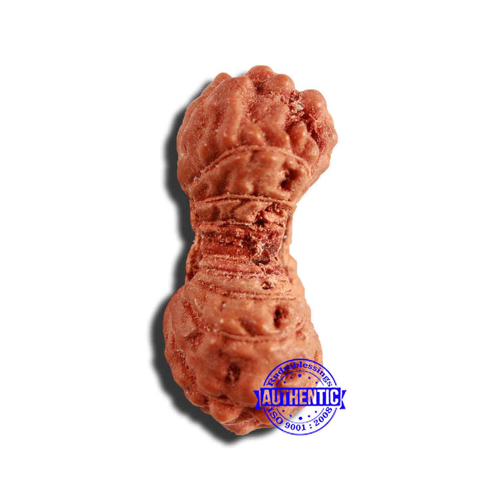 17 Mukhi Rudraksha from Indonesia - Bead No. 199