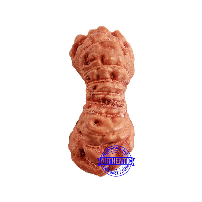 17 Mukhi Rudraksha from Indonesia - Bead No. 199