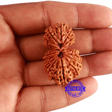 Load image into Gallery viewer, 17 Mukhi Nepalese Gaurishankar Rudraksha - Bead No. 64
