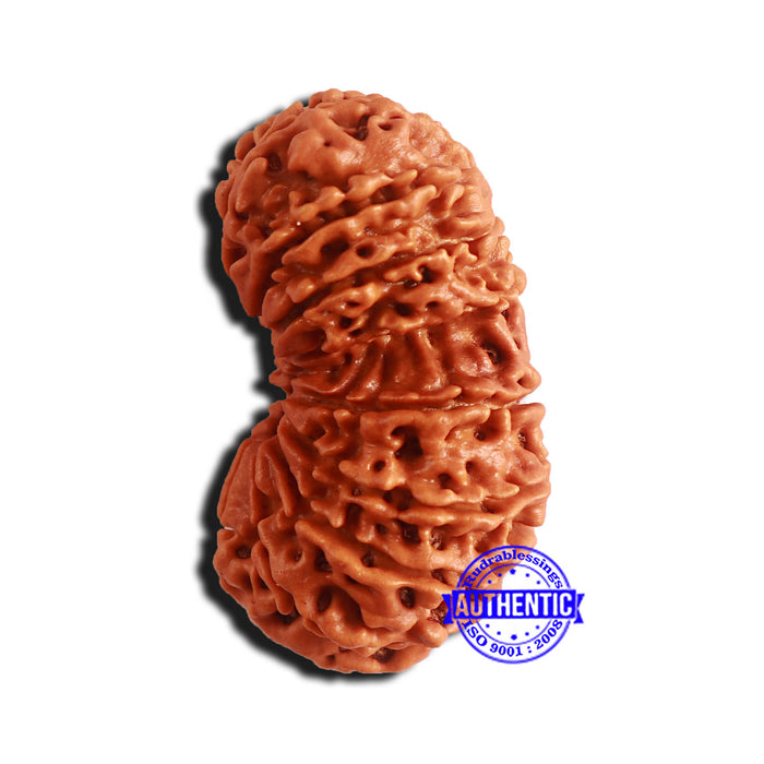 17 Mukhi Nepalese Gaurishankar Rudraksha - Bead No. 64
