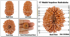 17 Mukhi Nepalese Rudraksha - Bead No. 21