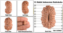 Load image into Gallery viewer, 18 Mukhi Rudraksha from Indonesia - Bead No. 56
