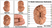 Load image into Gallery viewer, 18 Mukhi Rudraksha from Indonesia - Bead No. 76

