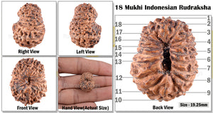 18 Mukhi Rudraksha from Indonesia - Bead No. 86