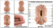 Load image into Gallery viewer, 18 Mukhi Rudraksha from Indonesia - Bead No. 96
