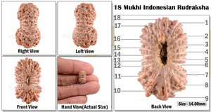 18 Mukhi Rudraksha from Indonesia - Bead No. 96