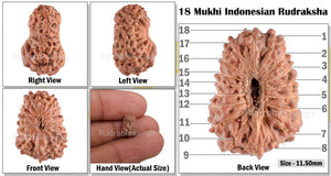 18 Mukhi Rudraksha from Indonesia - Bead - 99