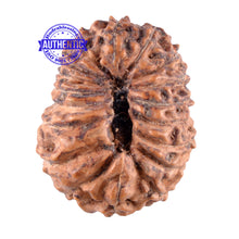Load image into Gallery viewer, 18 Mukhi Rudraksha from Indonesia - Bead No. 86

