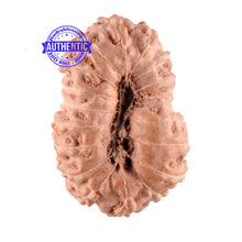 Load image into Gallery viewer, 18 Mukhi Rudraksha from Indonesia - Bead No. 88
