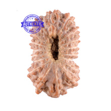 Load image into Gallery viewer, 18 Mukhi Rudraksha from Indonesia - Bead No. 96
