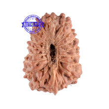 Load image into Gallery viewer, 18 Mukhi Rudraksha from Indonesia - Bead - 99
