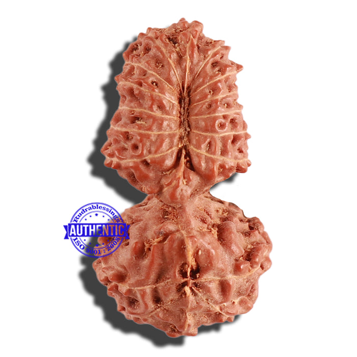 18 Mukhi Gaurishankar Rudraksha from Indonesia - Bead No. 168