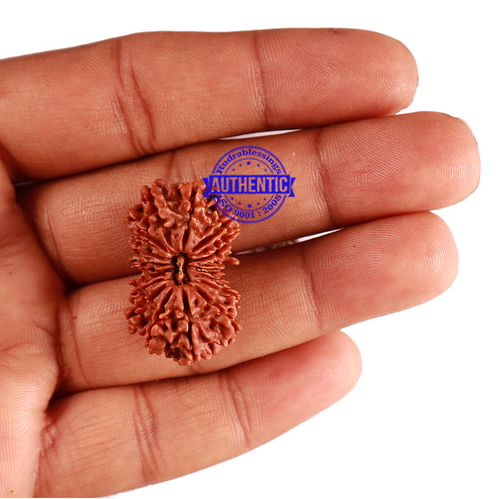 18 Mukhi Rudraksha from Nepal - Bead No. 52