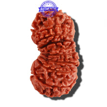 Load image into Gallery viewer, 18 Mukhi Rudraksha from Nepal - Bead No. 52
