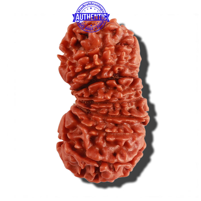 18 Mukhi Rudraksha from Nepal - Bead No. 52