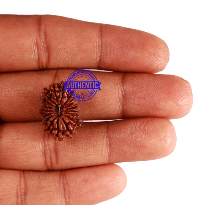 18 Mukhi Rudraksha from Nepal - Bead No. 53