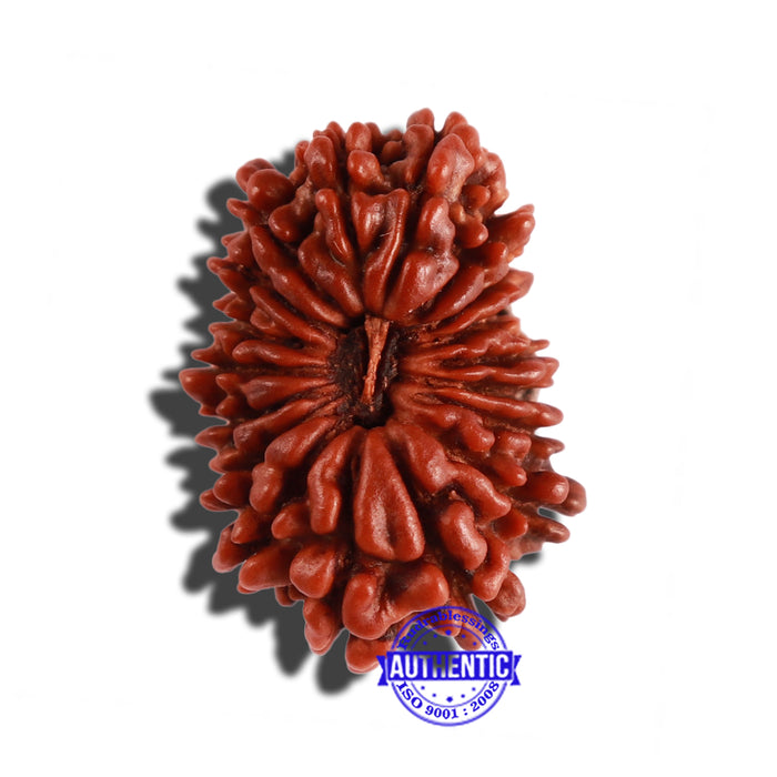 18 Mukhi Rudraksha from Nepal - Bead No. 53