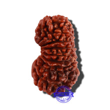 Load image into Gallery viewer, 18 Mukhi Rudraksha from Nepal - Bead No. 53
