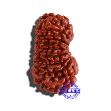 Load image into Gallery viewer, 18 Mukhi Rudraksha from Nepal - Bead No. 53
