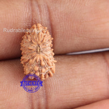 Load image into Gallery viewer, 18 Mukhi Rudraksha from Indonesia - Bead No. 148
