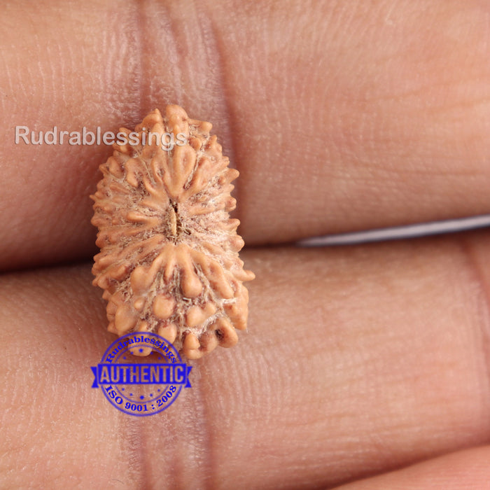 18 Mukhi Rudraksha from Indonesia - Bead No. 148