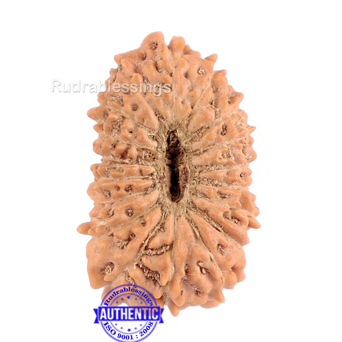 18 Mukhi Rudraksha from Indonesia - Bead No. 148