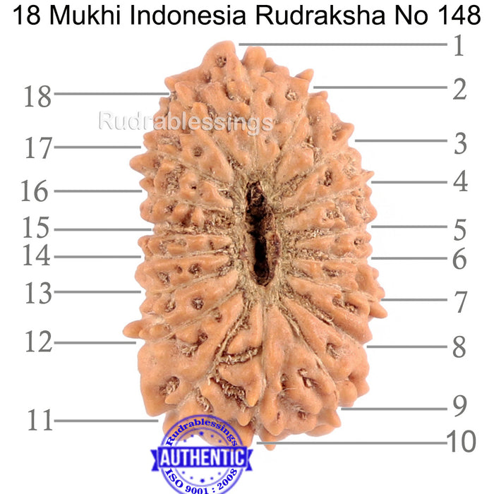 18 Mukhi Rudraksha from Indonesia - Bead No. 148