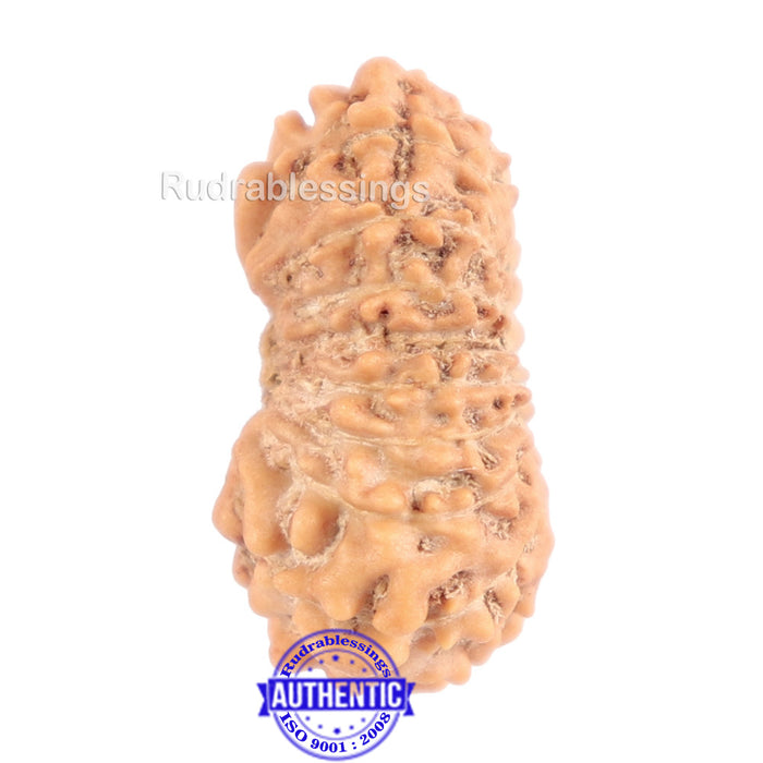 18 Mukhi Rudraksha from Indonesia - Bead No. 148