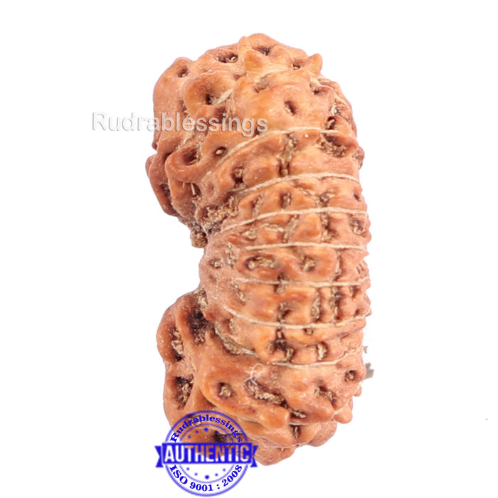 18 Mukhi Rudraksha from Indonesia - Bead No. 149